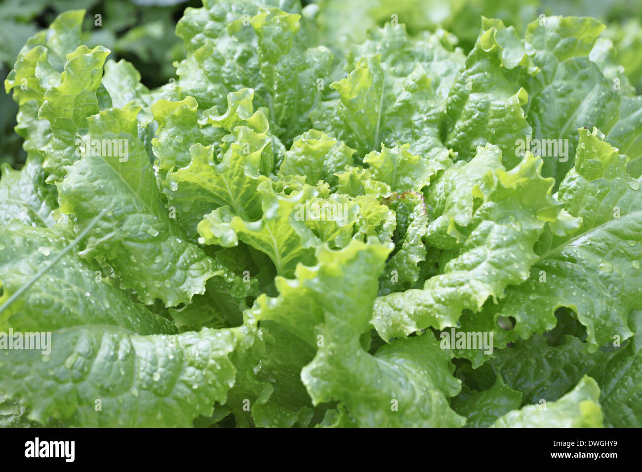 Fresh Lactuca sativa leaf in vegetable garden. Stock Photo