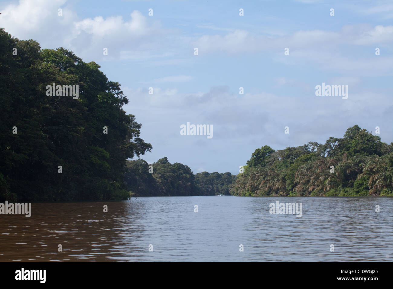 Tortuguero National Park . Canal with waterside vegetation. Caribbean Coast. Costa Rica. Central America. Stock Photo