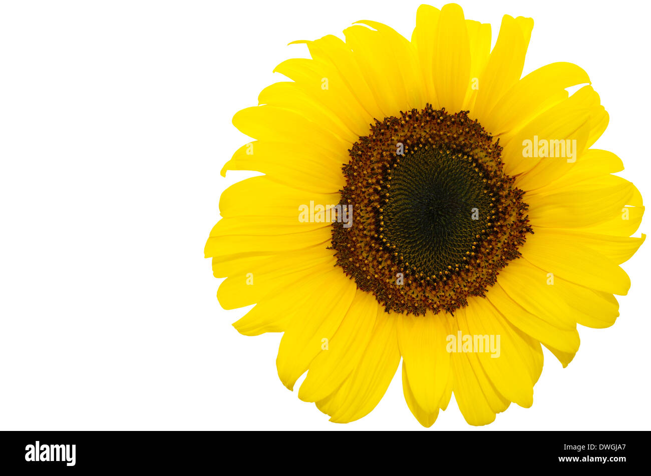 One Isolated Sunflower Head on White Background Stock Photo - Alamy