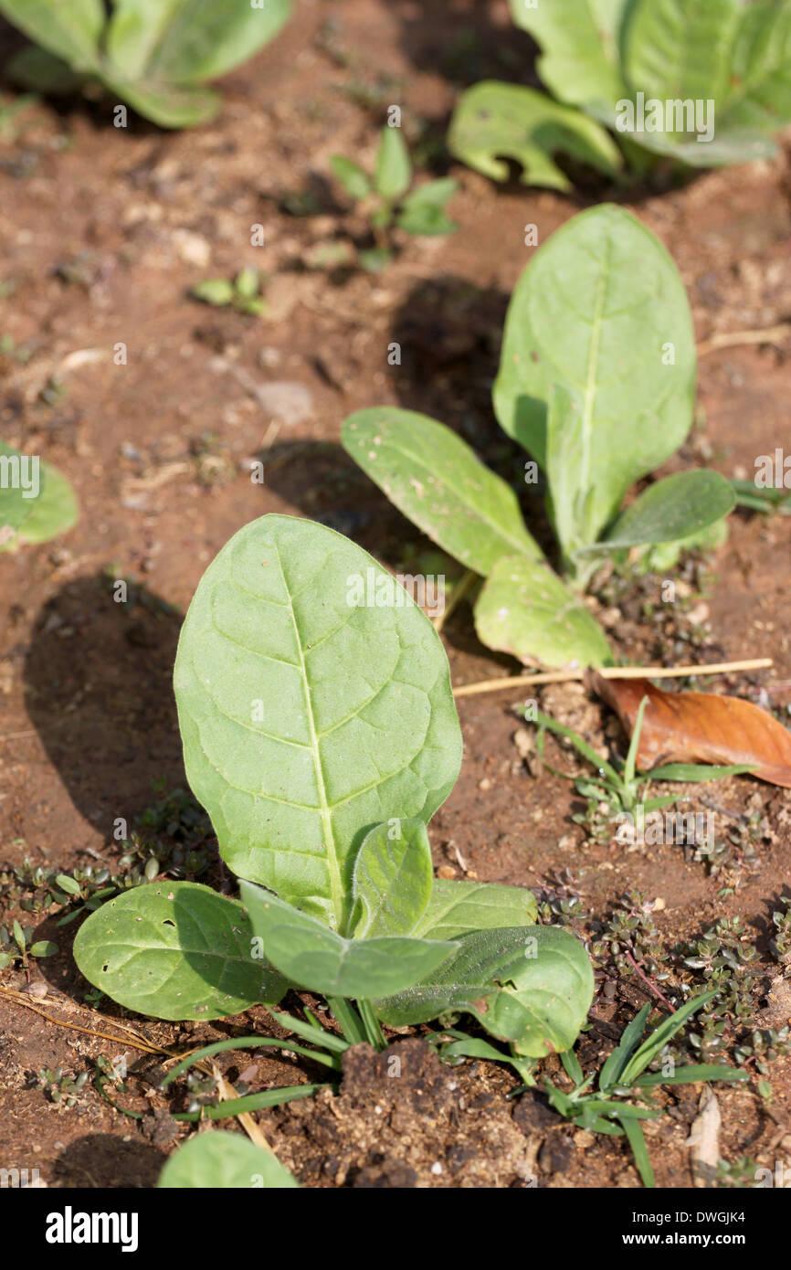 Seedling of chinese kale in vegetable gardening. Stock Photo