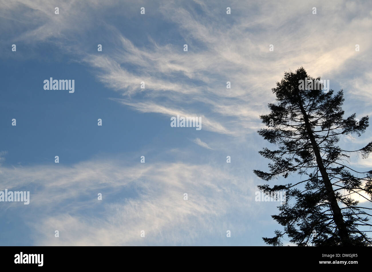 Blue sky with tree Stock Photo - Alamy