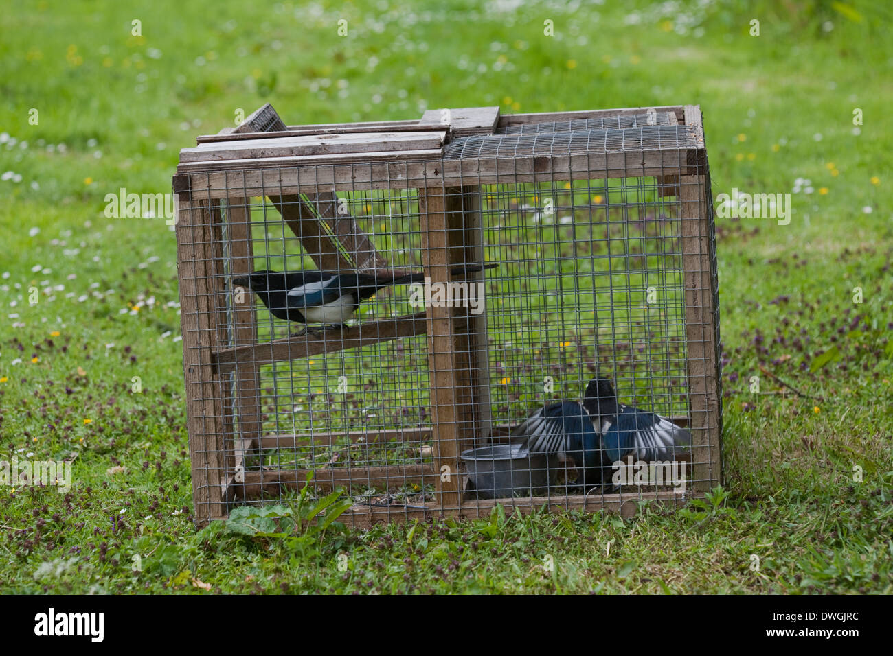 Larsen Trap. Used by gamekeepers and others to catch Magpies (Pica pica) and some other crow species. Live bird used to decoy Stock Photo