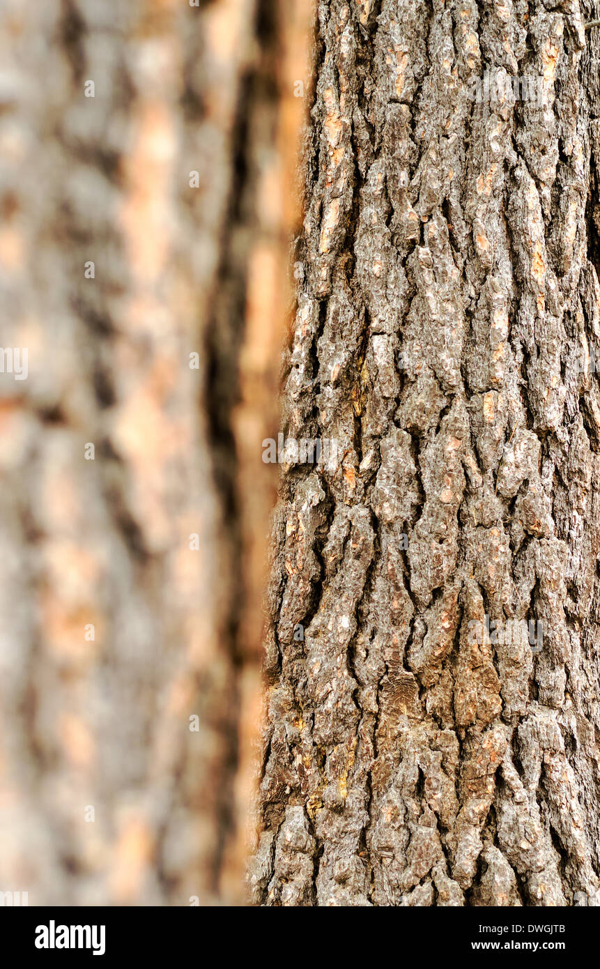 Tree bark texture with selective focus Stock Photo