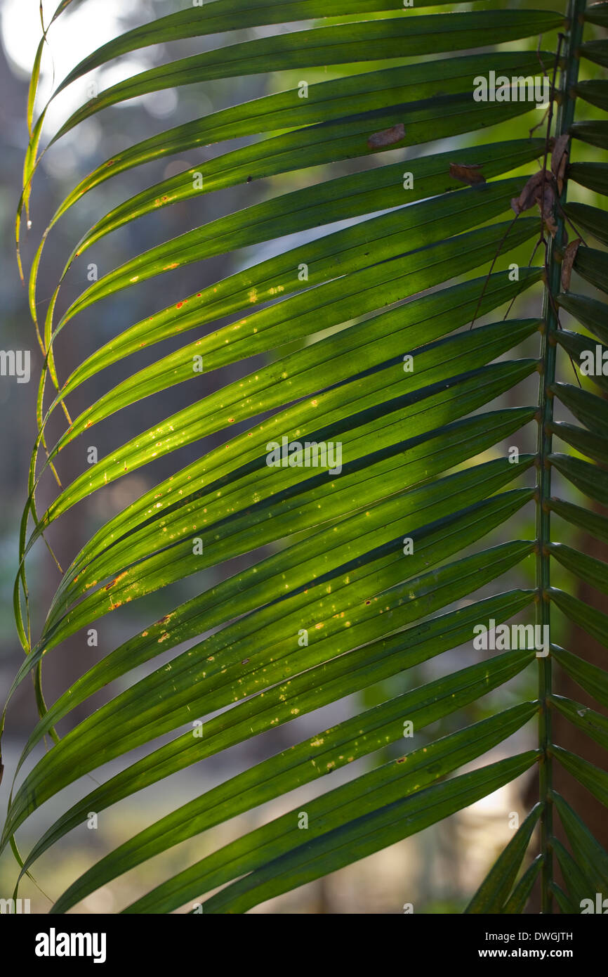 Foliage backdrop. Palm leaf section. (Arecaceae ). Stock Photo