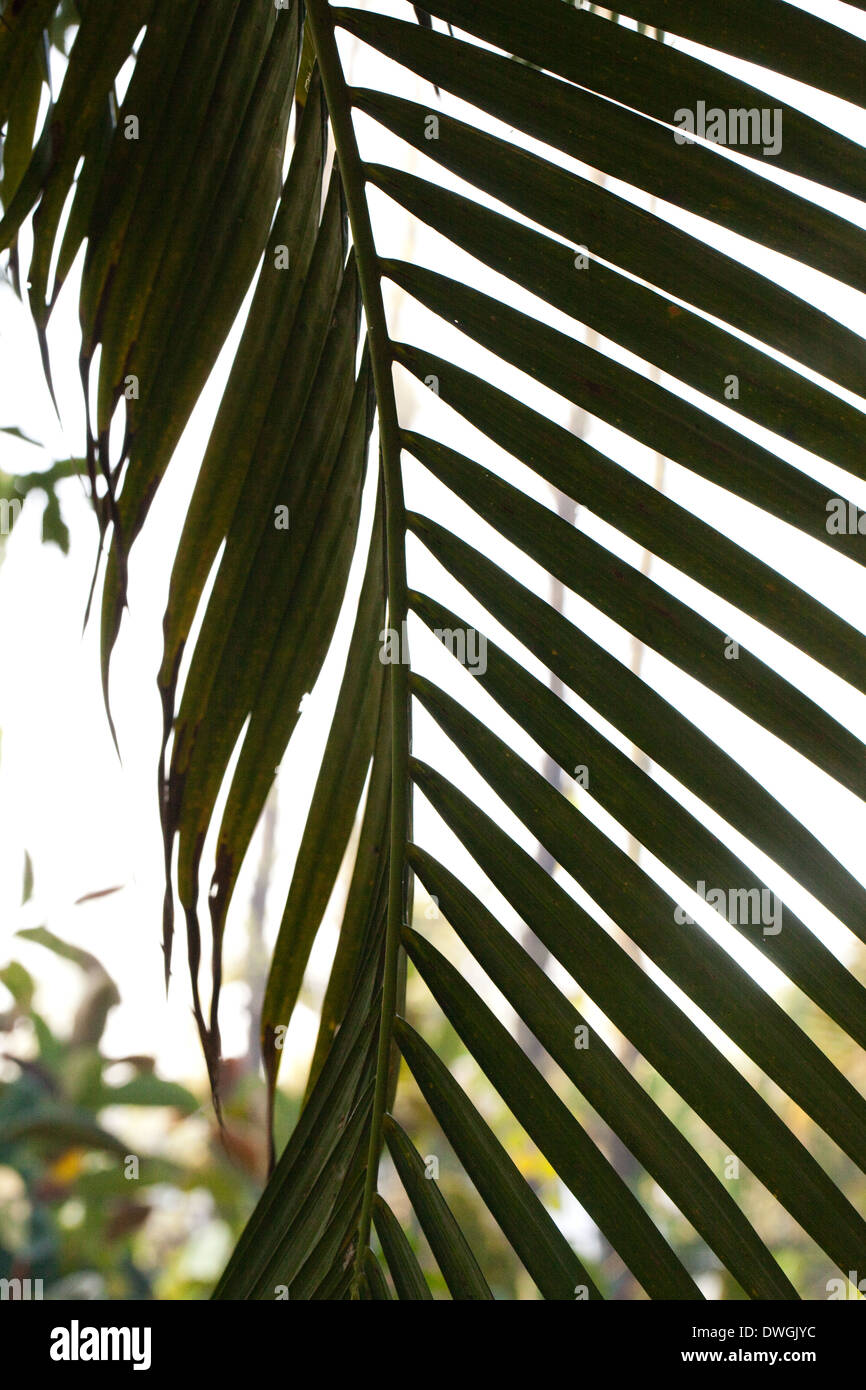 Foliage backdrop. Palm leaf (Arecaceae ). Stock Photo