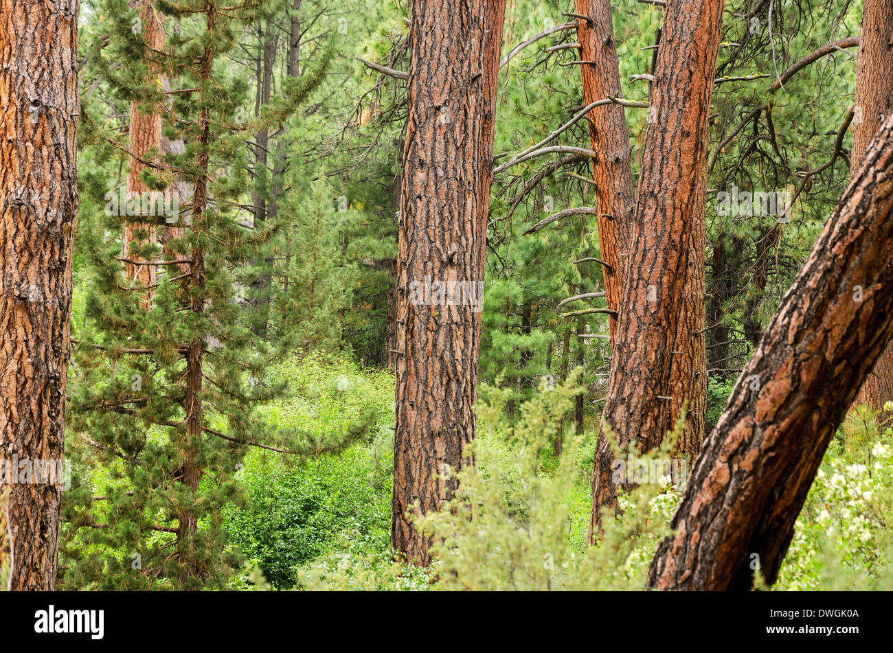 View of pine trees with a combination of tree trunks and foliage Stock Photo