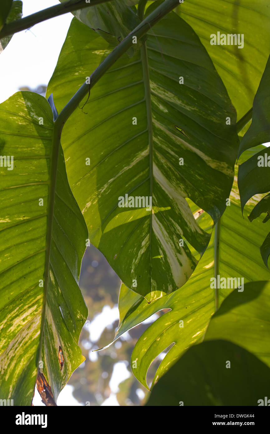 Cheese Plant (Monstera deliciosa). Leaves, foliage, backlight. Stock Photo