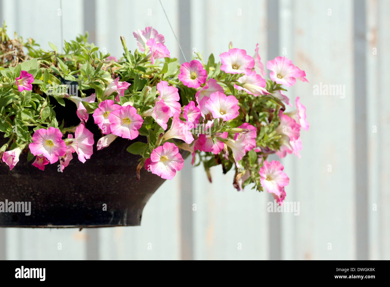 Pink flowers in jardiniere on hanging. Stock Photo