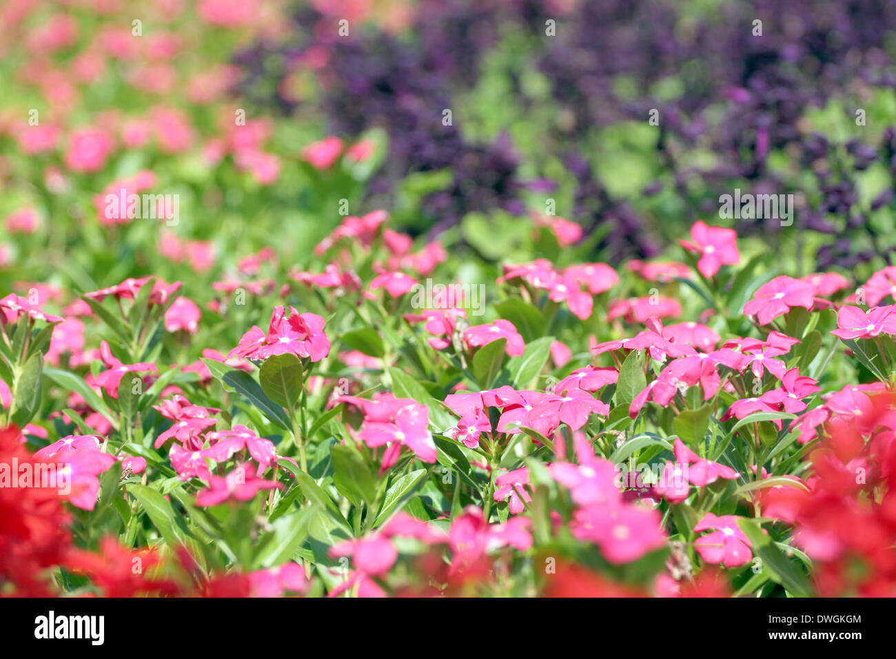 Winter flowers of colorful in the garden Stock Photo - Alamy