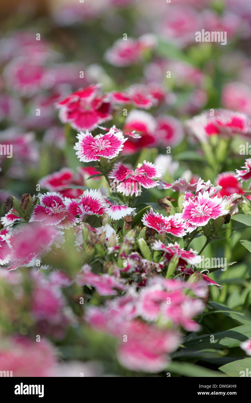 Pink Dianthus chinensis flower is species of Dianthus native. Stock Photo