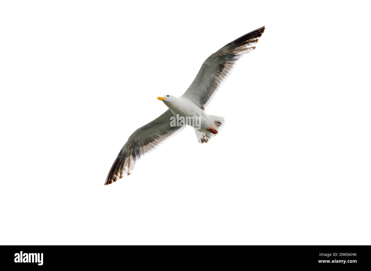 Flying seagull with wings spread open against a white background Stock Photo