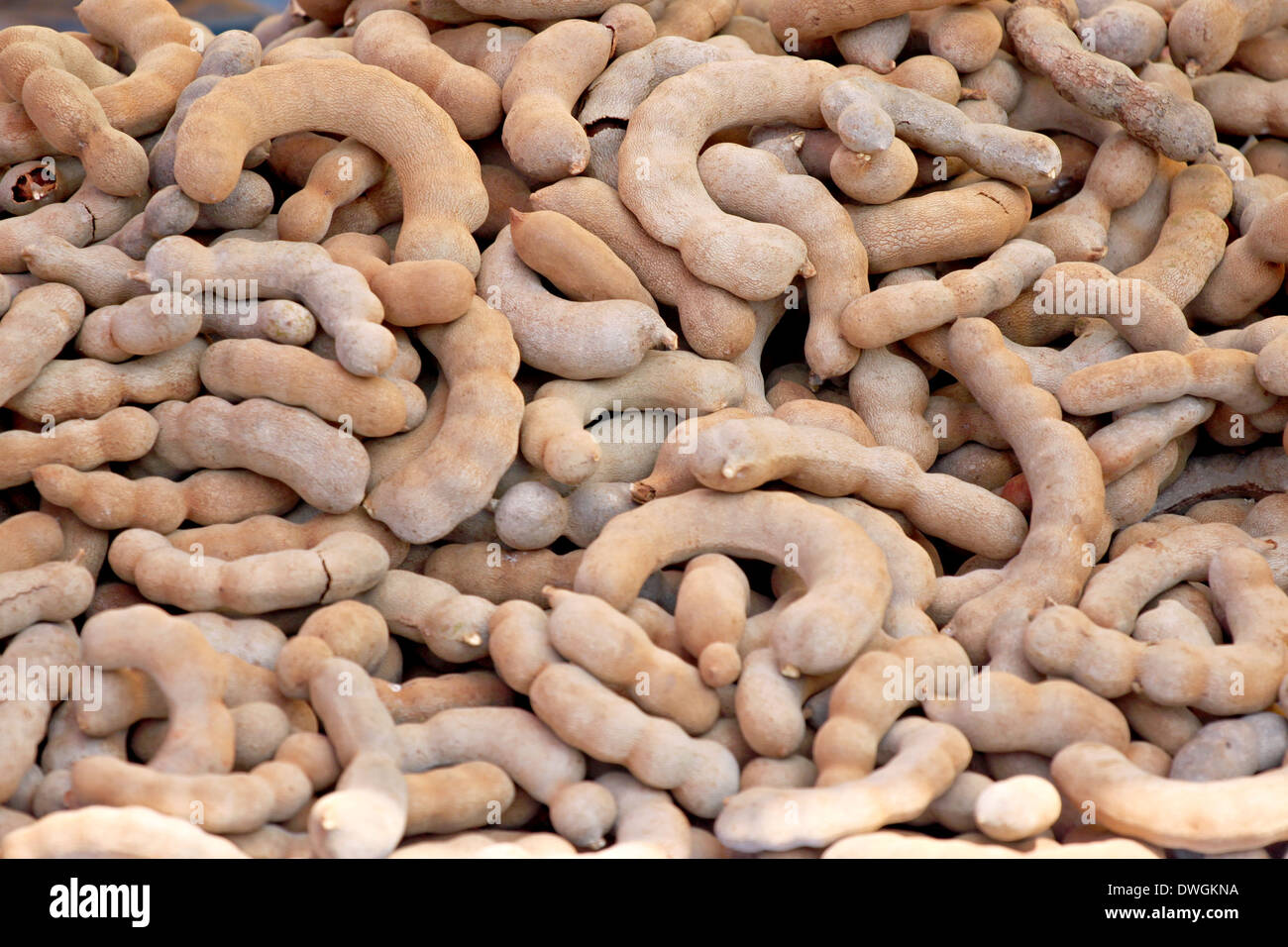 The Tamarind of stacked in abundance. Stock Photo