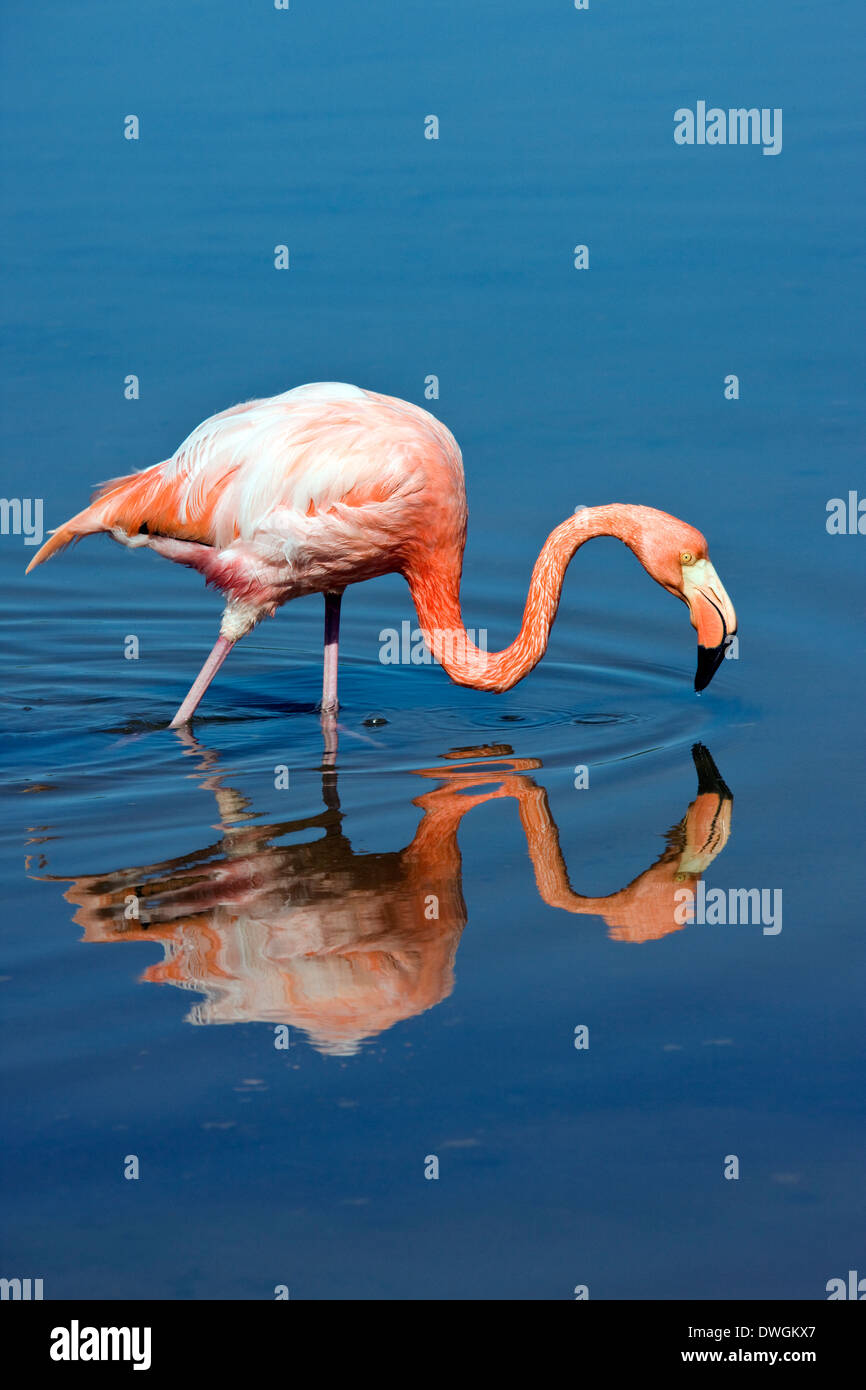 The American Flamingo or Caribbean Flamingo (Phoenicopterus ruber) Stock Photo