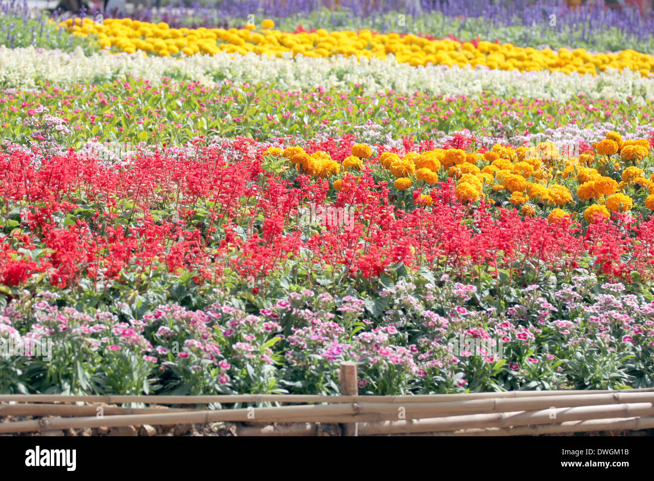 Colorful flower garden of background. Stock Photo