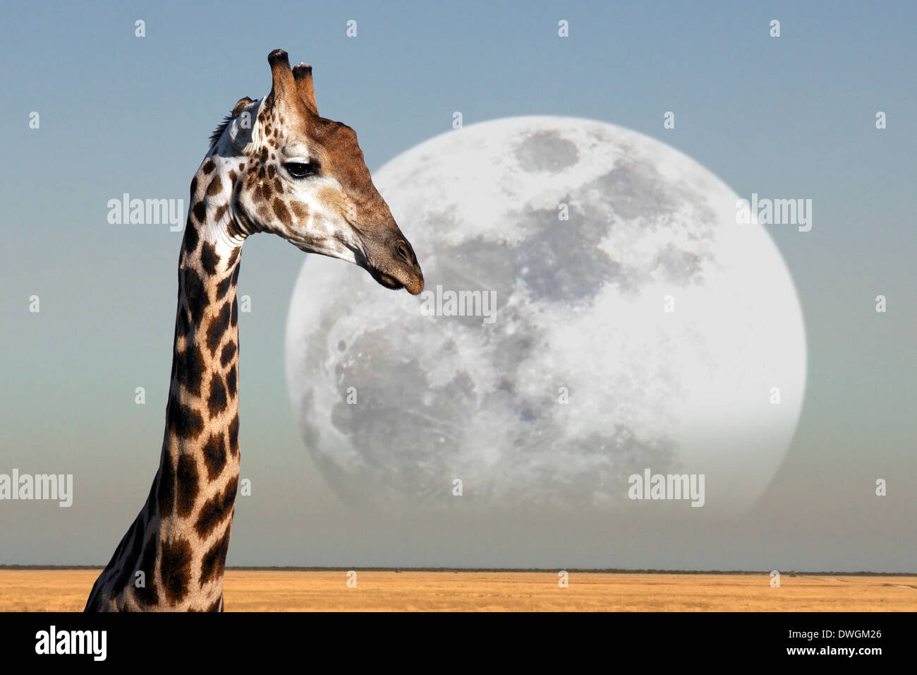 Moon rising over a Giraffe in Etosha National Park in Namibia Stock Photo