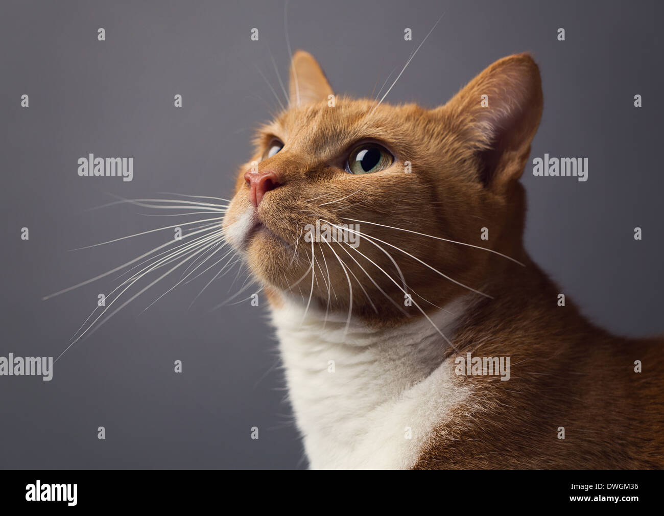 A studio portrait of a short-haired domestic orange cat Stock Photo - Alamy