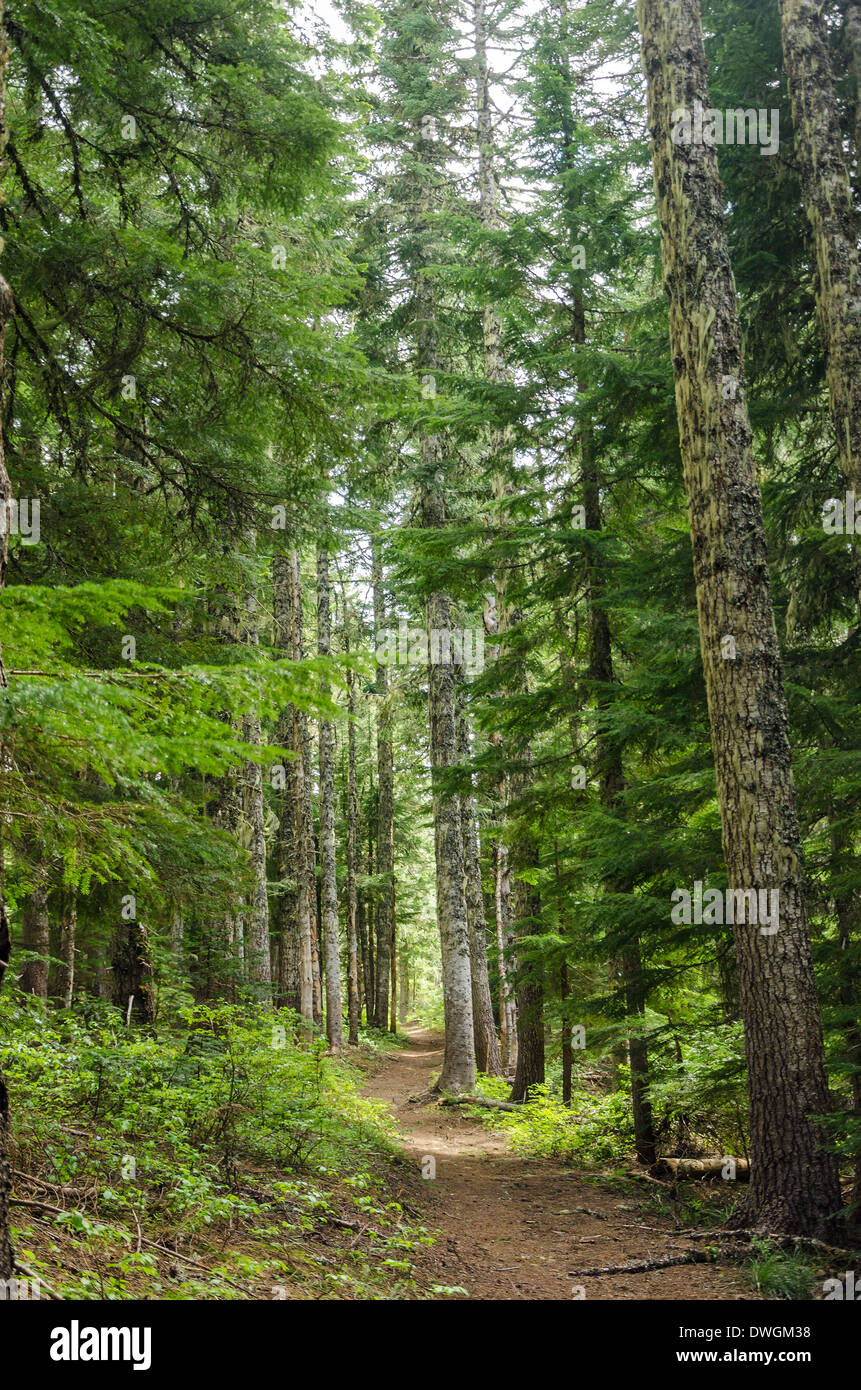 Trail passing through tall pine trees in Oregon Stock Photo Alamy