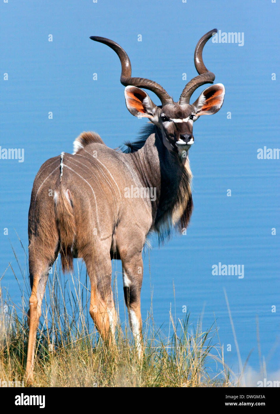 A mature male Kudu (Tragelphus strepsiceros) near a flooded salt pan in Etosha National Park in Namibia Stock Photo