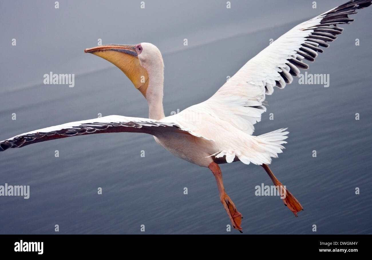 Flying with a Great White Pelican above Sandwich Bay on the coast of Namibia Stock Photo