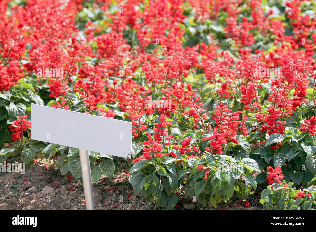 Flower Garden Red salvia and label to shown. Stock Photo