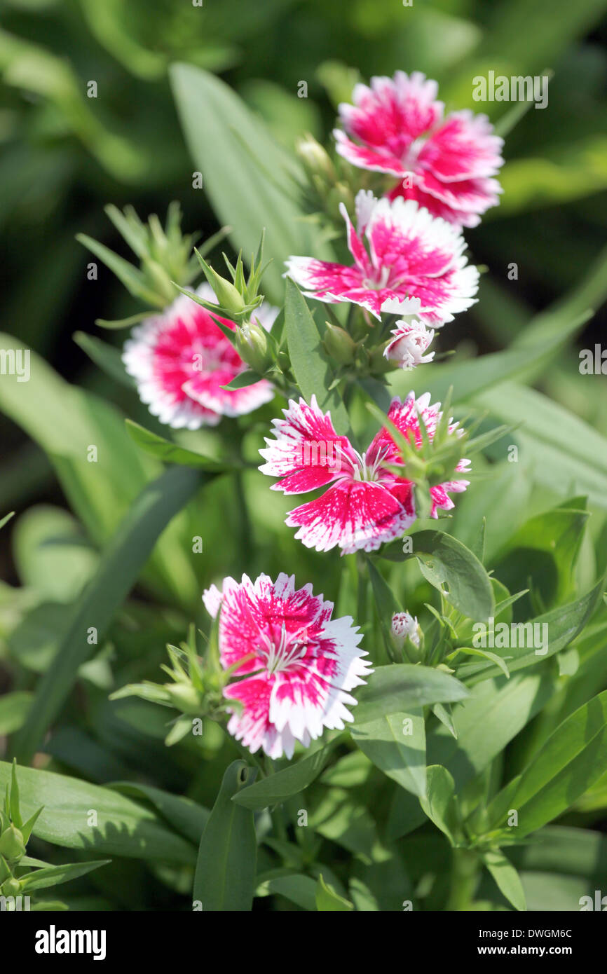 Fuchsia Dianthus chinensis flower is species of Dianthus native. Stock Photo