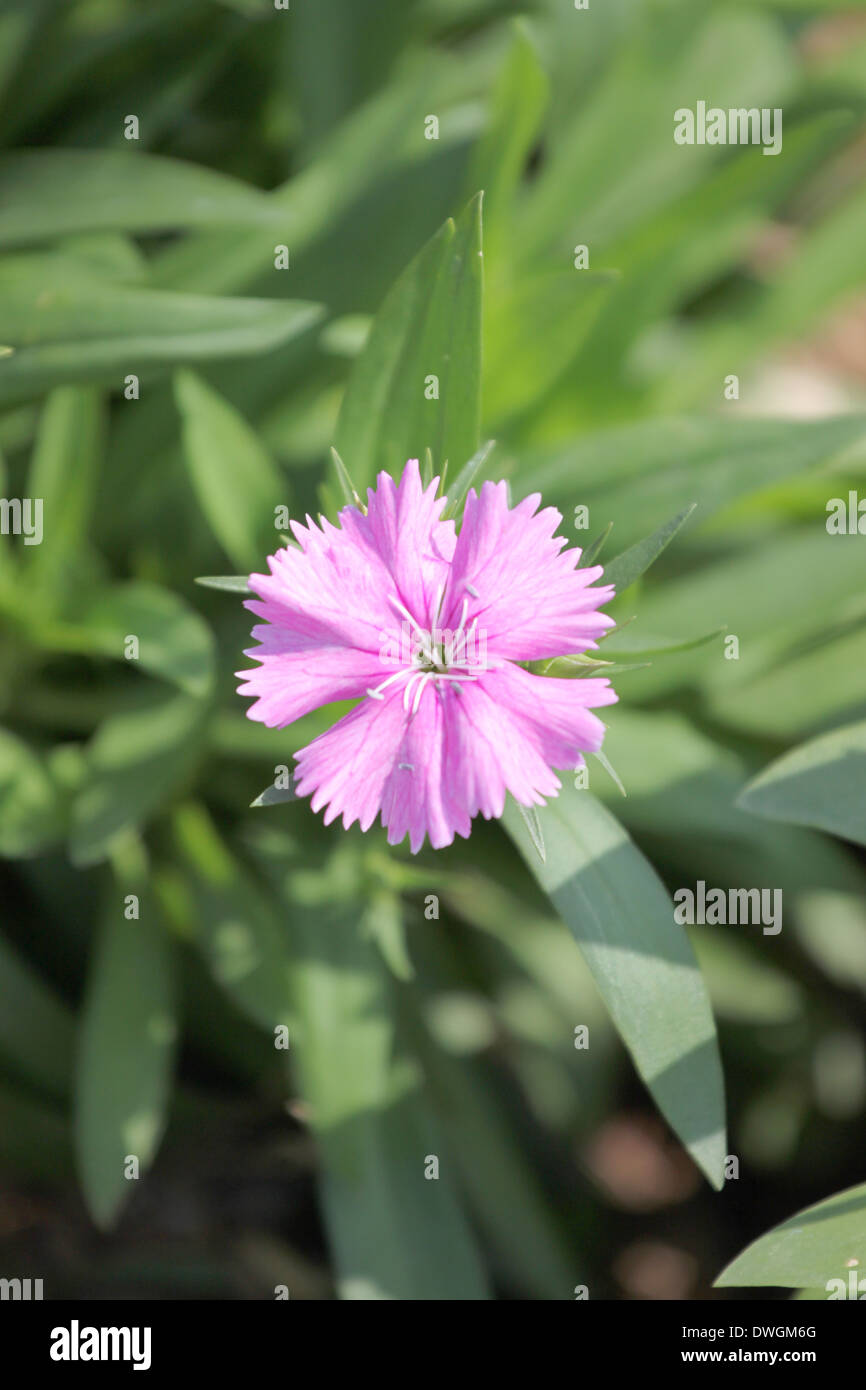 Light Pink Dianthus flower is species of Dianthus native. Stock Photo