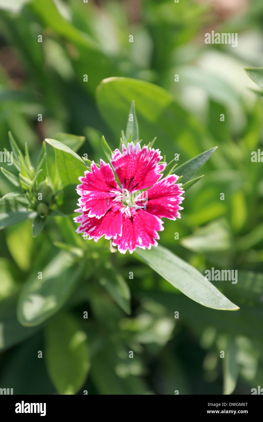 Pink Dianthus chinensis flower is species of Dianthus native Stock
