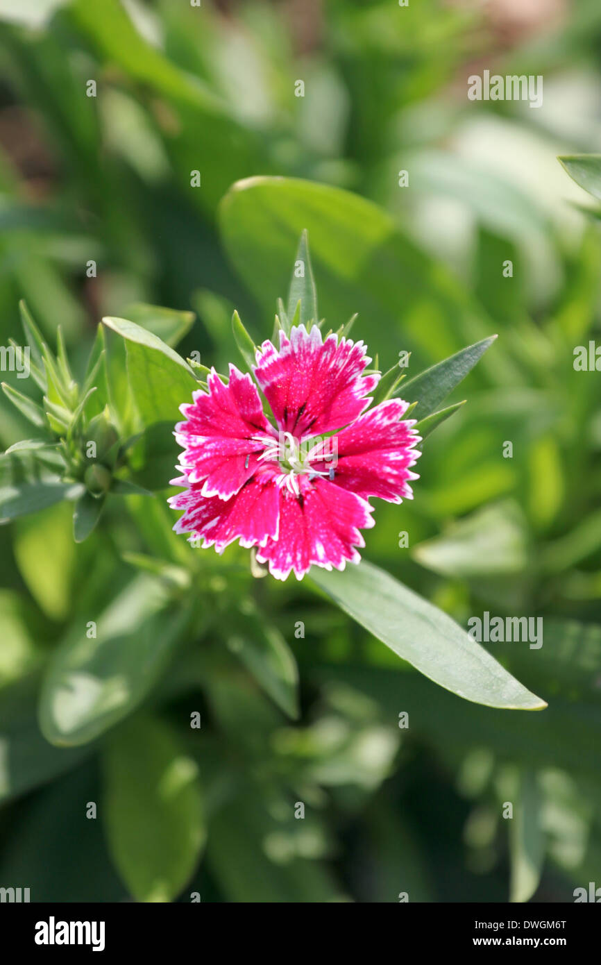 Pink Dianthus chinensis flower is species of Dianthus native. Stock Photo
