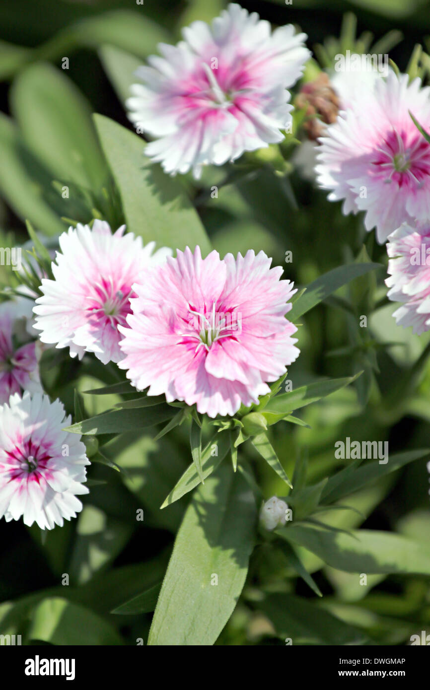 Light Pink Dianthus flower is species of Dianthus native. Stock Photo