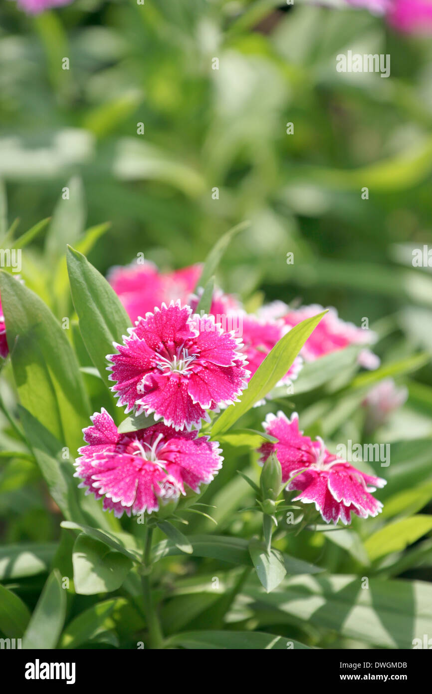 Pink Dianthus chinensis flower is species of Dianthus native. Stock Photo