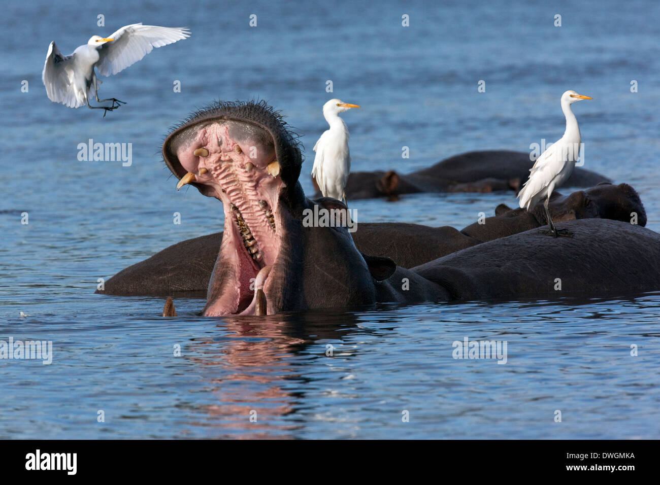 Hippopotamus (Hippopotamus amphibius) and three Great White Egrets (Egretta alba) - Botswana Stock Photo