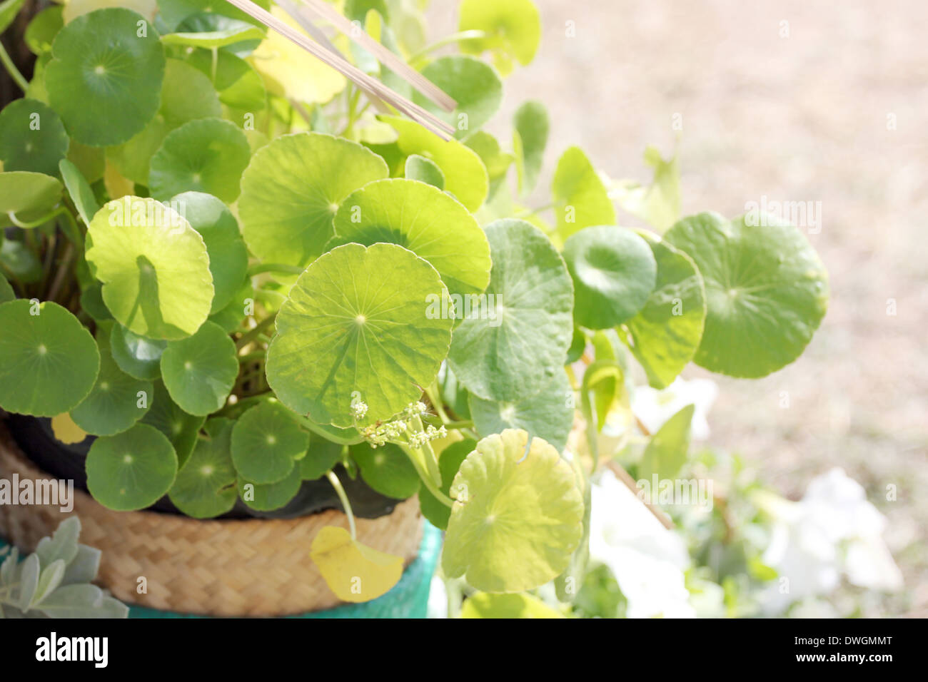 Green Leaf of Centella asiatica in jardiniere. Stock Photo