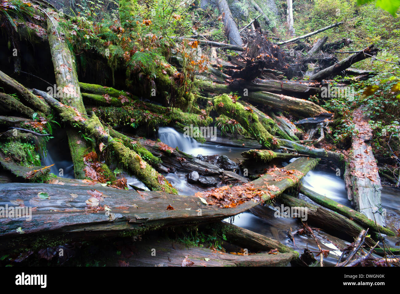 A stream makes it's way through the fallen trees in the forest Stock Photo