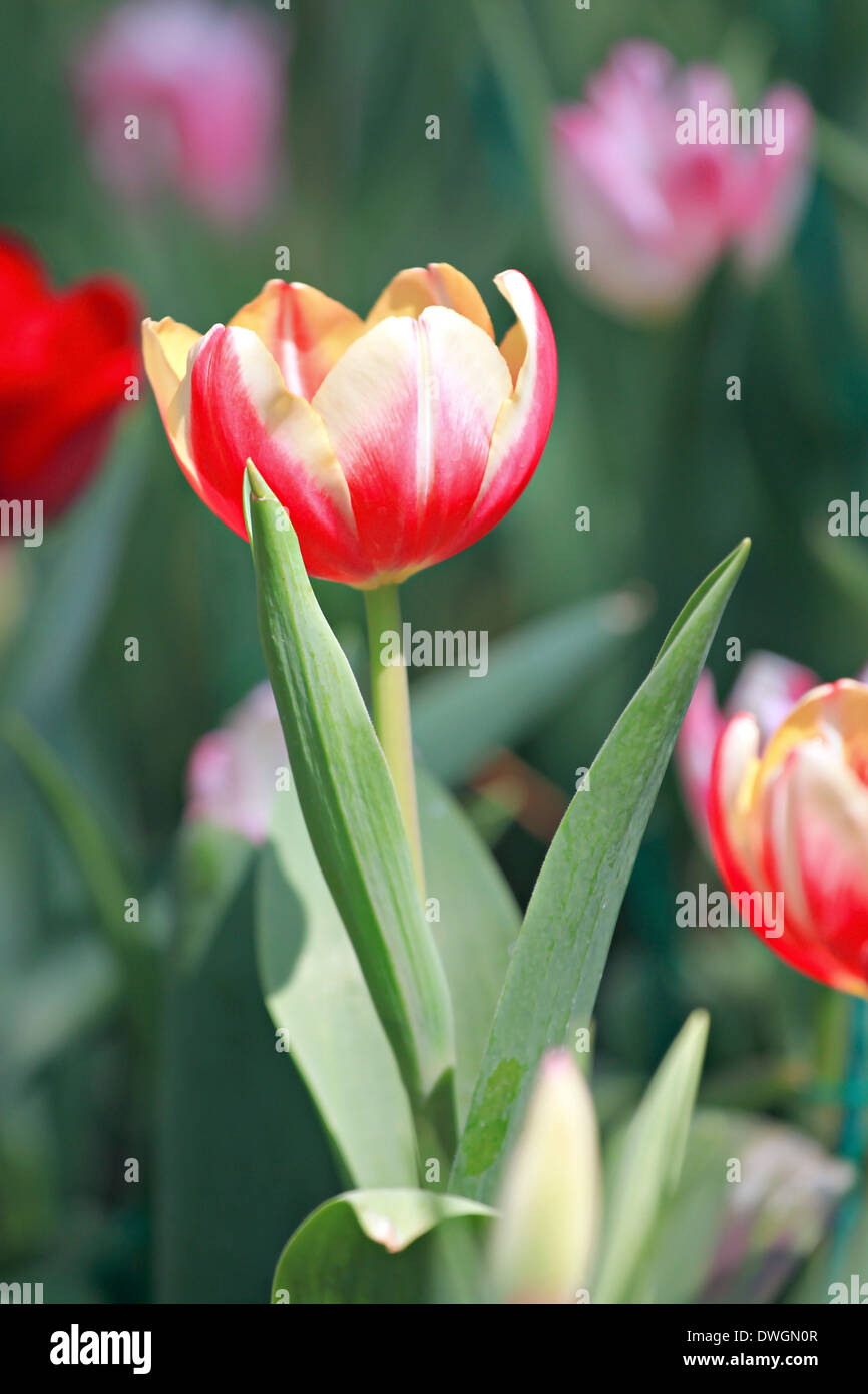 Orange Tulips and red color in the garden. Stock Photo