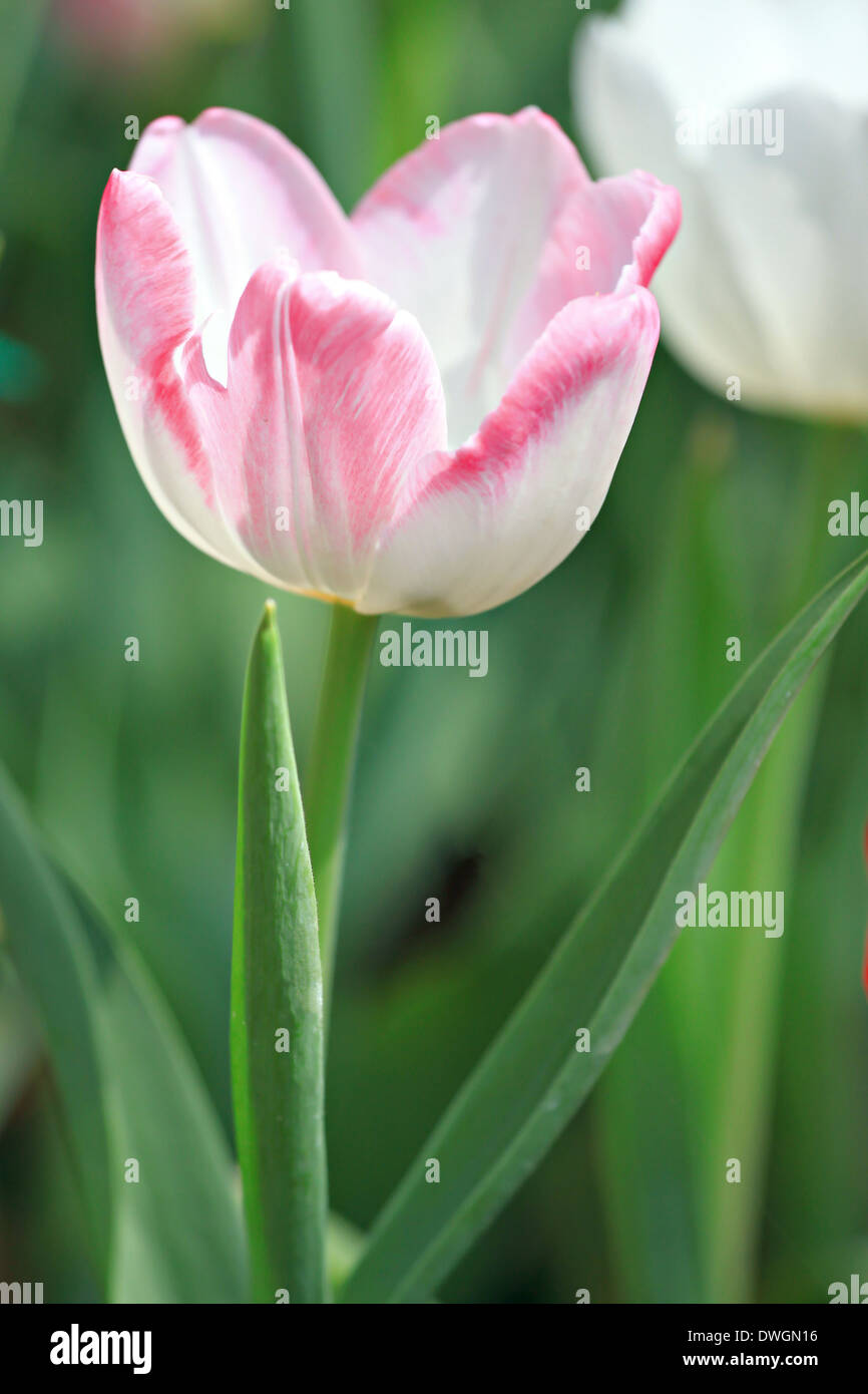 White Tulips and Pink color in the garden. Stock Photo