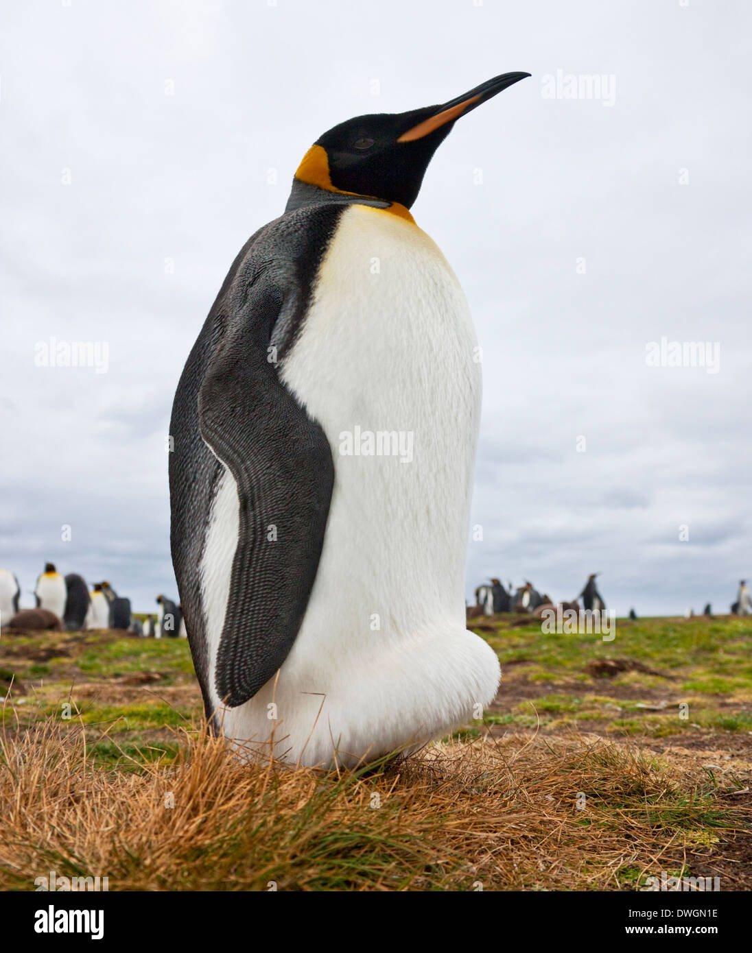 King penguin with egg hi-res stock photography and images - Alamy