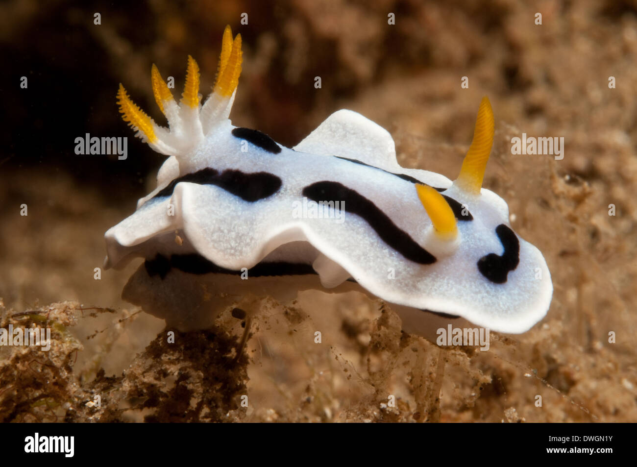 Chromodoris dianae, North Sulawesi, Indonesia Stock Photo