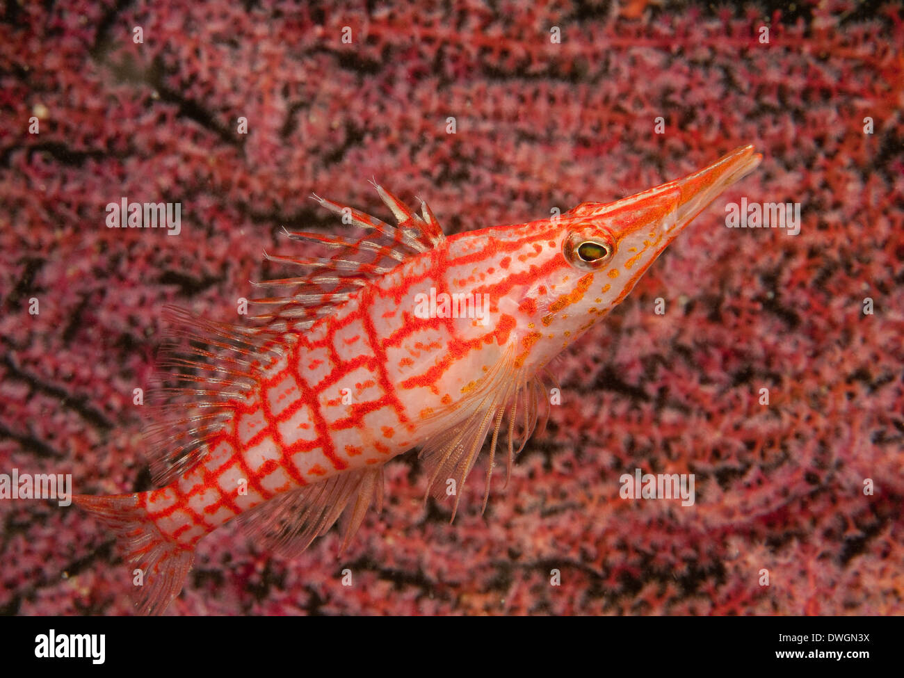Longnose Hawkfish, Papua New Guinea Stock Photo