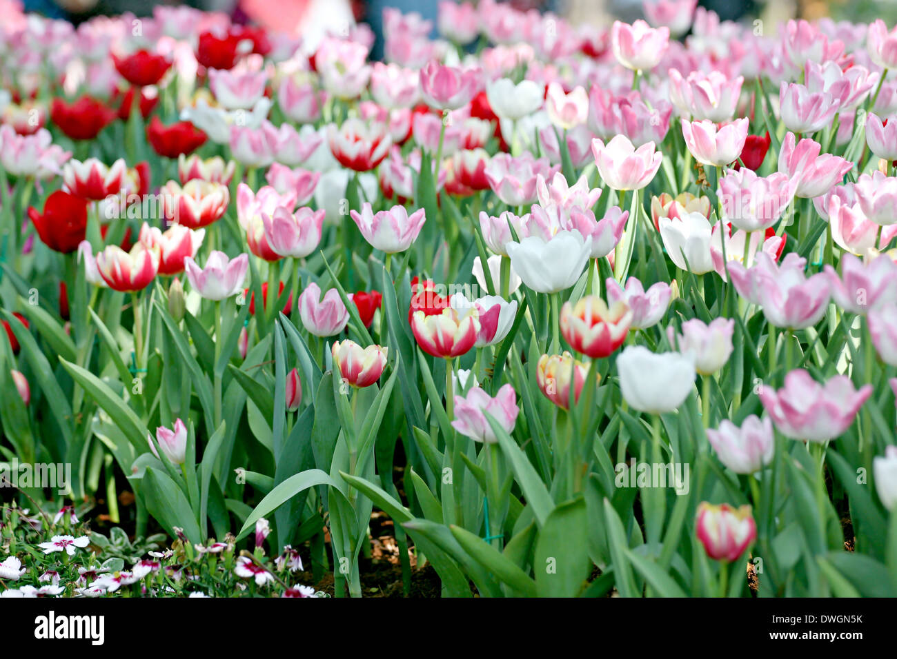 Tulip in the garden of Background Stock Photo - Alamy