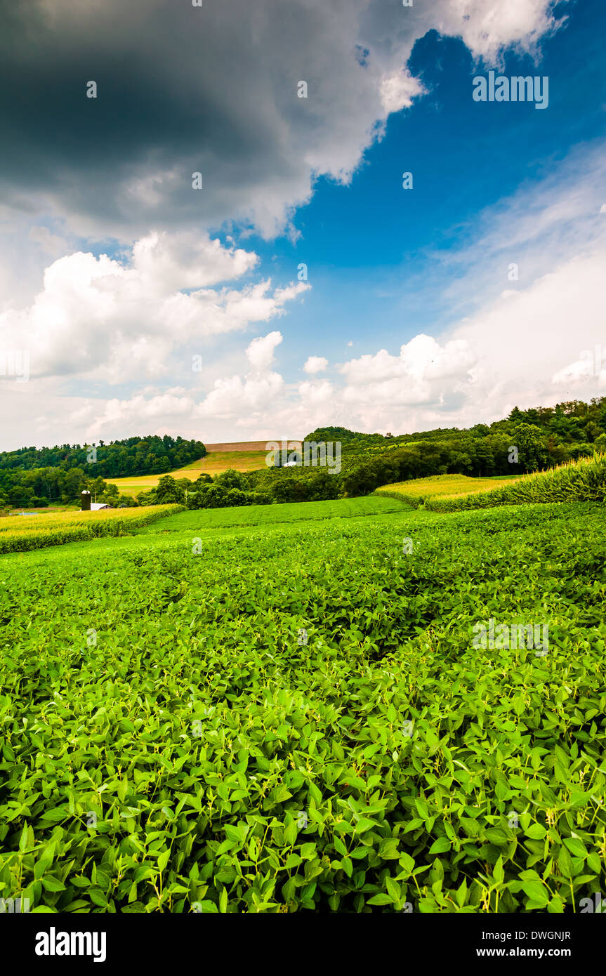 Crops growing in a farm field in rural York County, Pennsylvania Stock