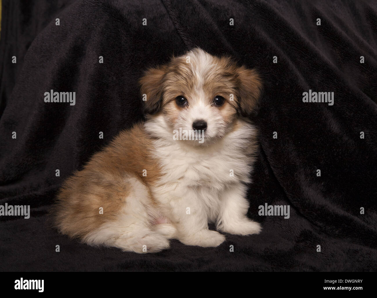 White coton de tulear hires stock photography and images Alamy