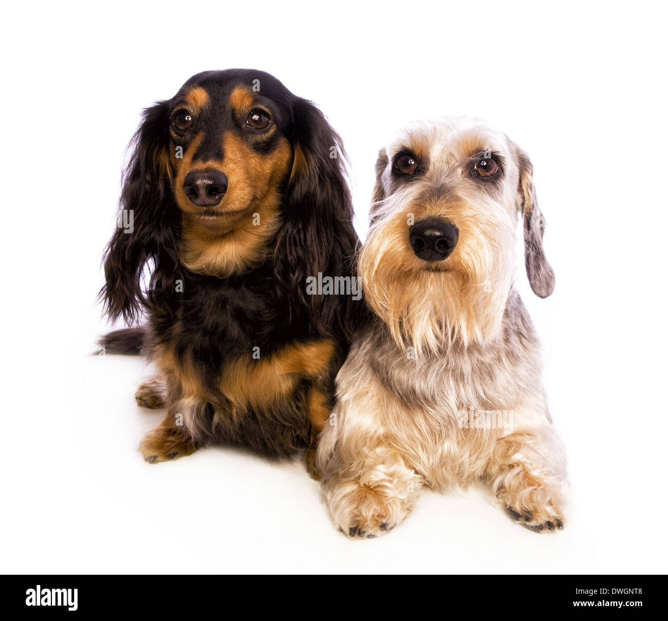 Dachshund long hair hi-res stock photography and images - Alamy