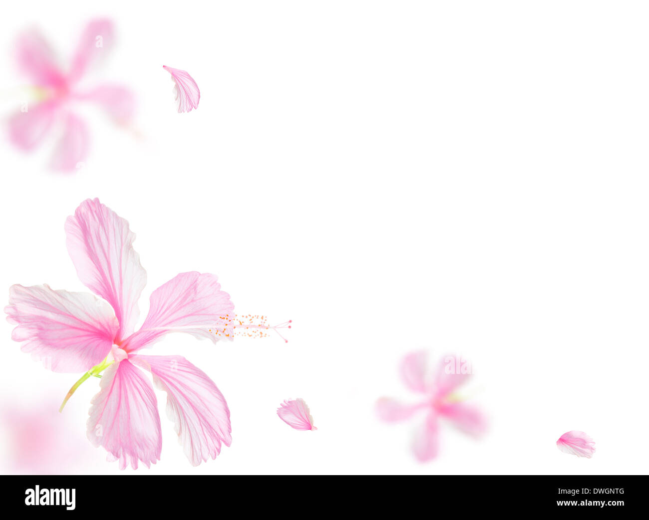 beautiful pink hibiscus flower isolated on white background Stock Photo ...