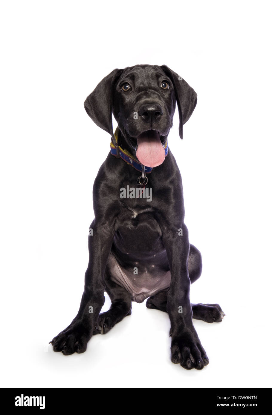 Adorable black Great Dane puppy isolated on white background Stock Photo