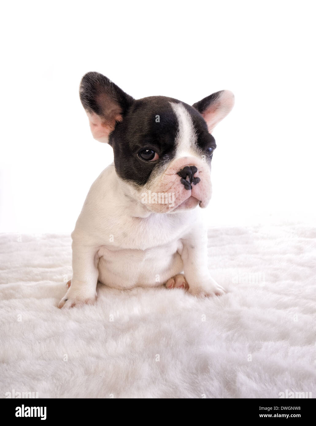 Droll French Bulldog Black And White Image