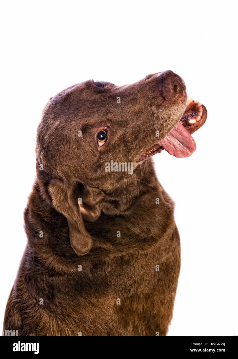Cute Chesapeake Bay Retriever Dog looking up with tongue hanging out on white background Stock Photo