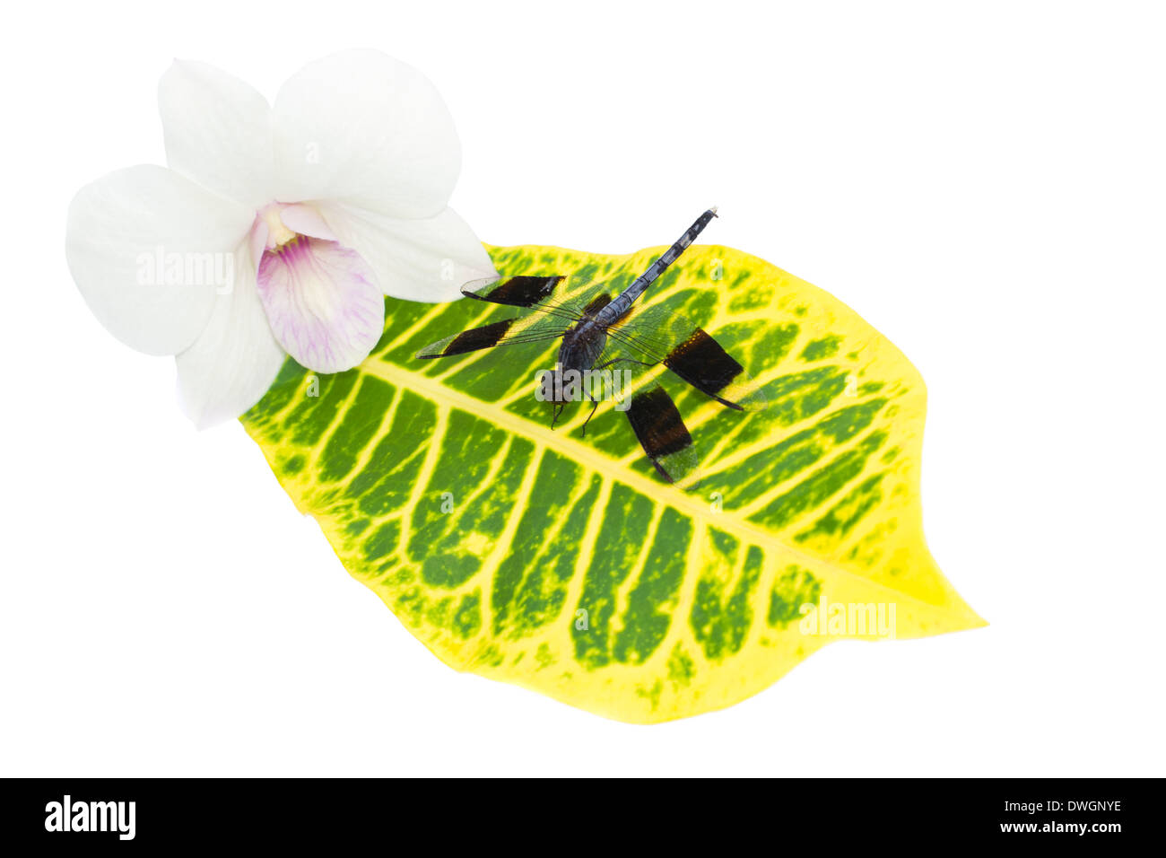 dragonfly on a leaf near an orchid, isolated on white background Stock Photo