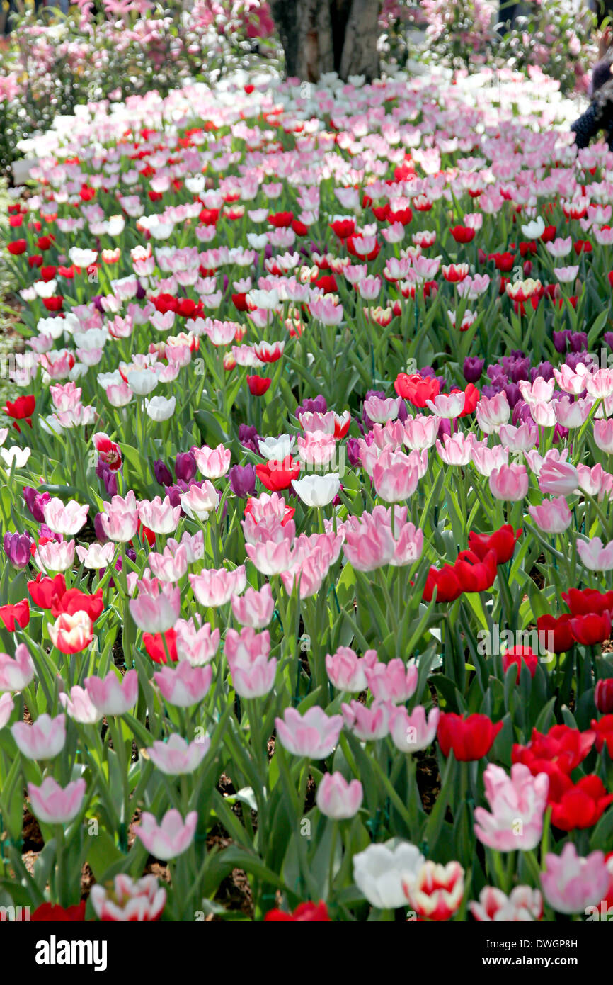 The Landscaping Tulips in the garden. Stock Photo