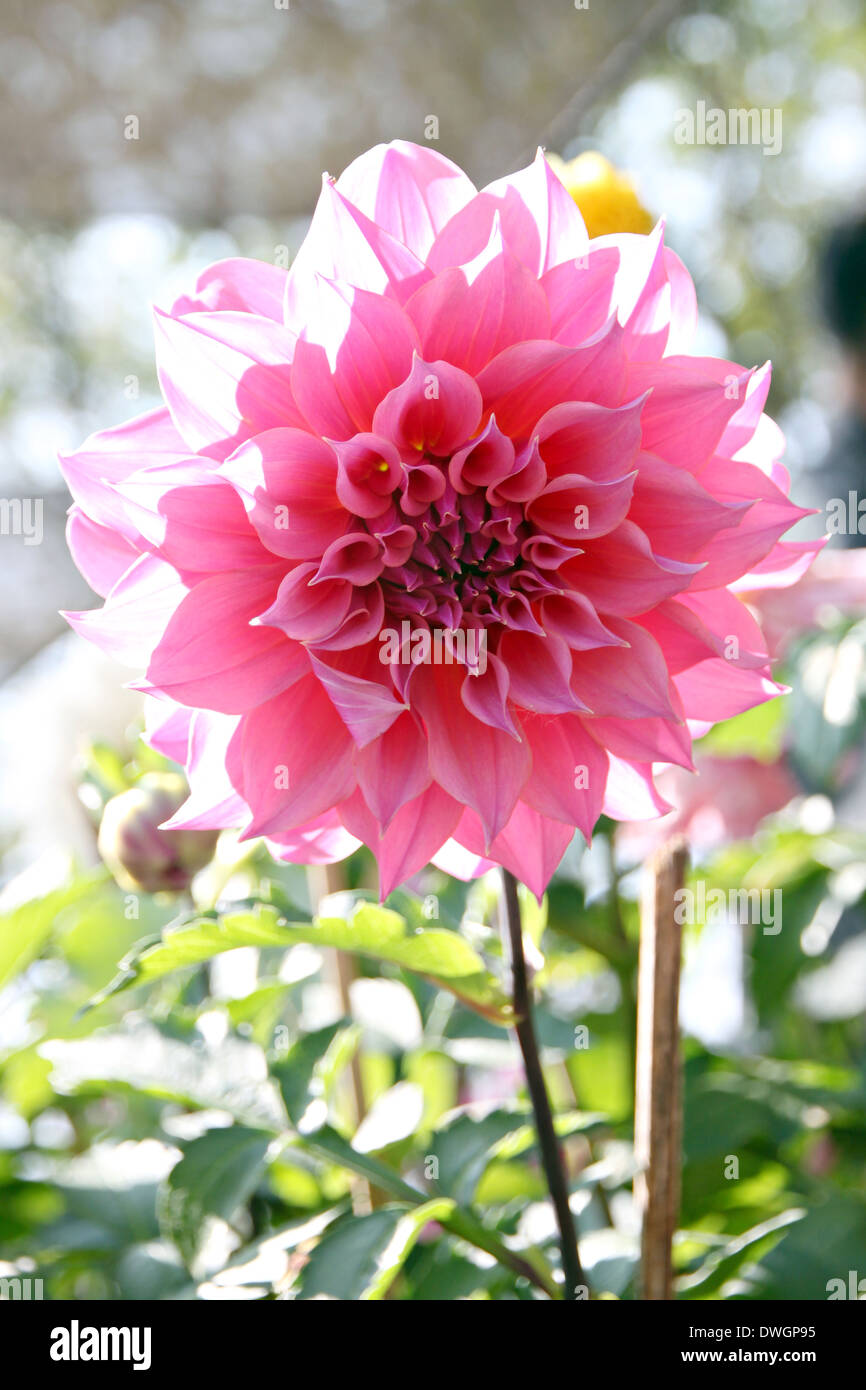 Pink garden dahlia hi-res stock photography and images - Alamy