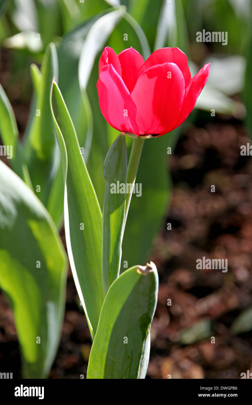 Red Tulips in the garden and sunlight. Stock Photo